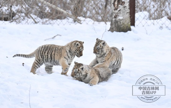 长白山“三胞胎”虎仔宝宝“出山”啦！