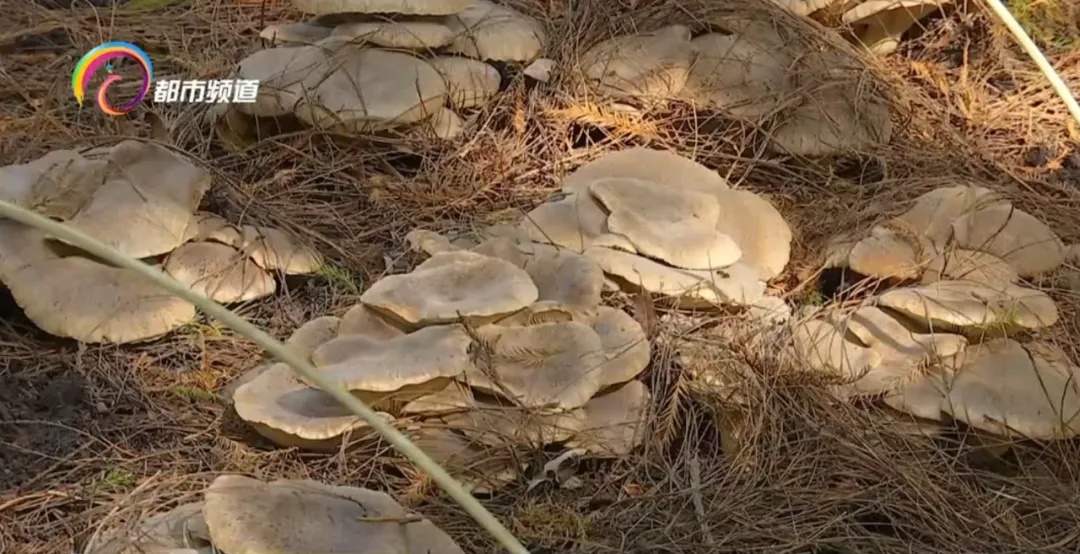 这种菌子有五种“味道”，在冬天里生长，云南的吃货有福了！