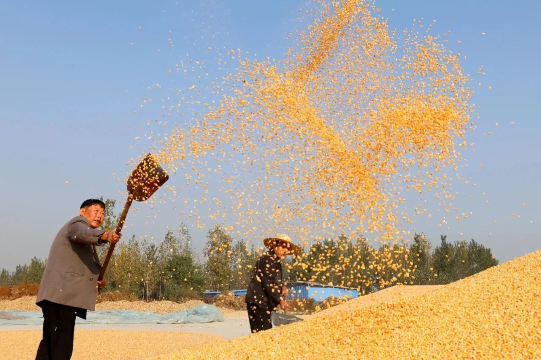 2024年陕西省粮食总产量1352.29万吨 2024年陕西省粮食总产量1352.29万吨