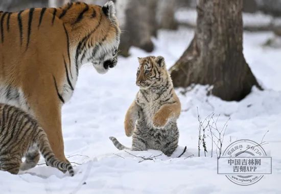 长白山“三胞胎”虎仔宝宝“出山”啦！