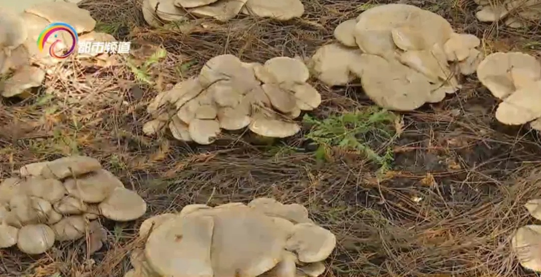 这种菌子有五种“味道”，在冬天里生长，云南的吃货有福了！
