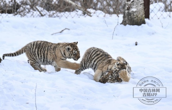 长白山“三胞胎”虎仔宝宝“出山”啦！