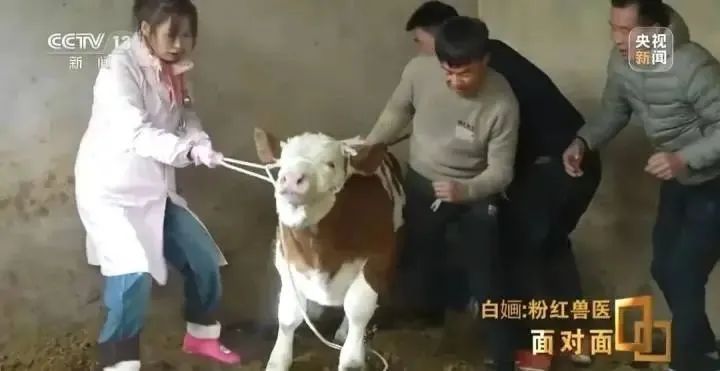 知名网红女兽医自曝患上“布病” 已三次住院! 知名网红女兽医自曝患上“布病” 已三次住院!