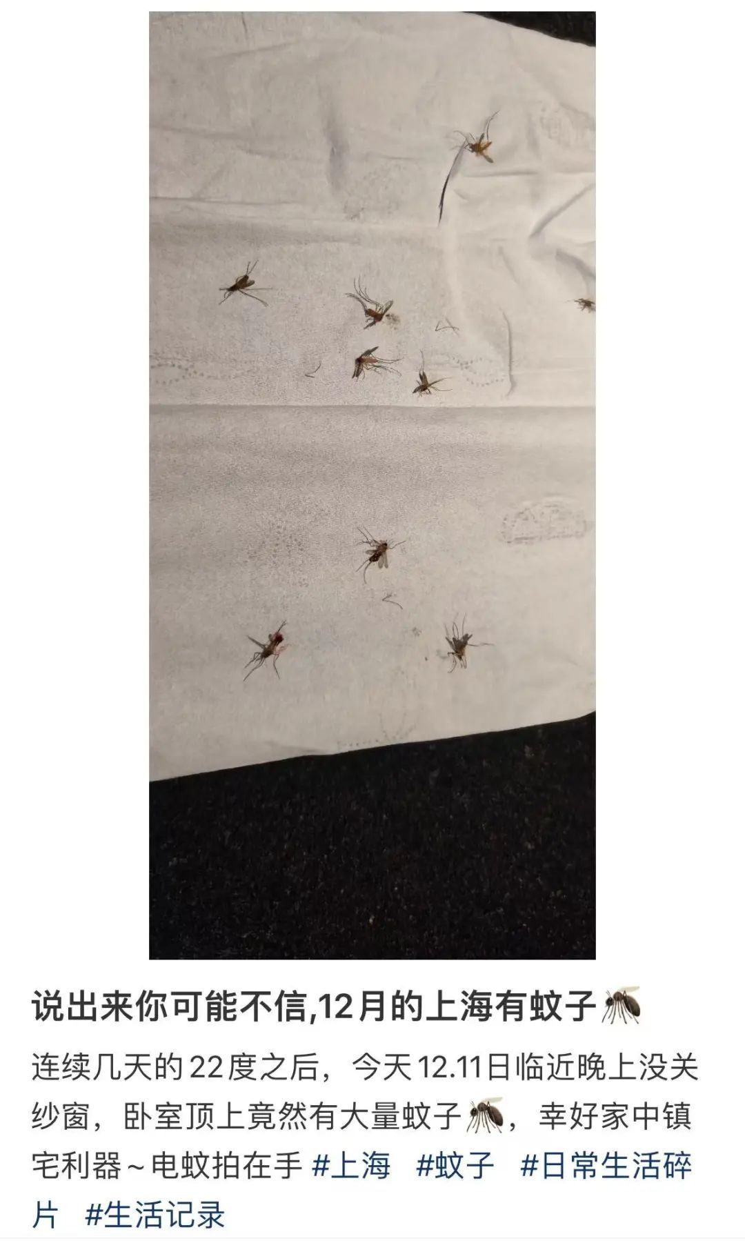 上海人怒了,12月还被蚊子吵！今天10万人出动灭蚊！专家:千万别用杀虫剂...