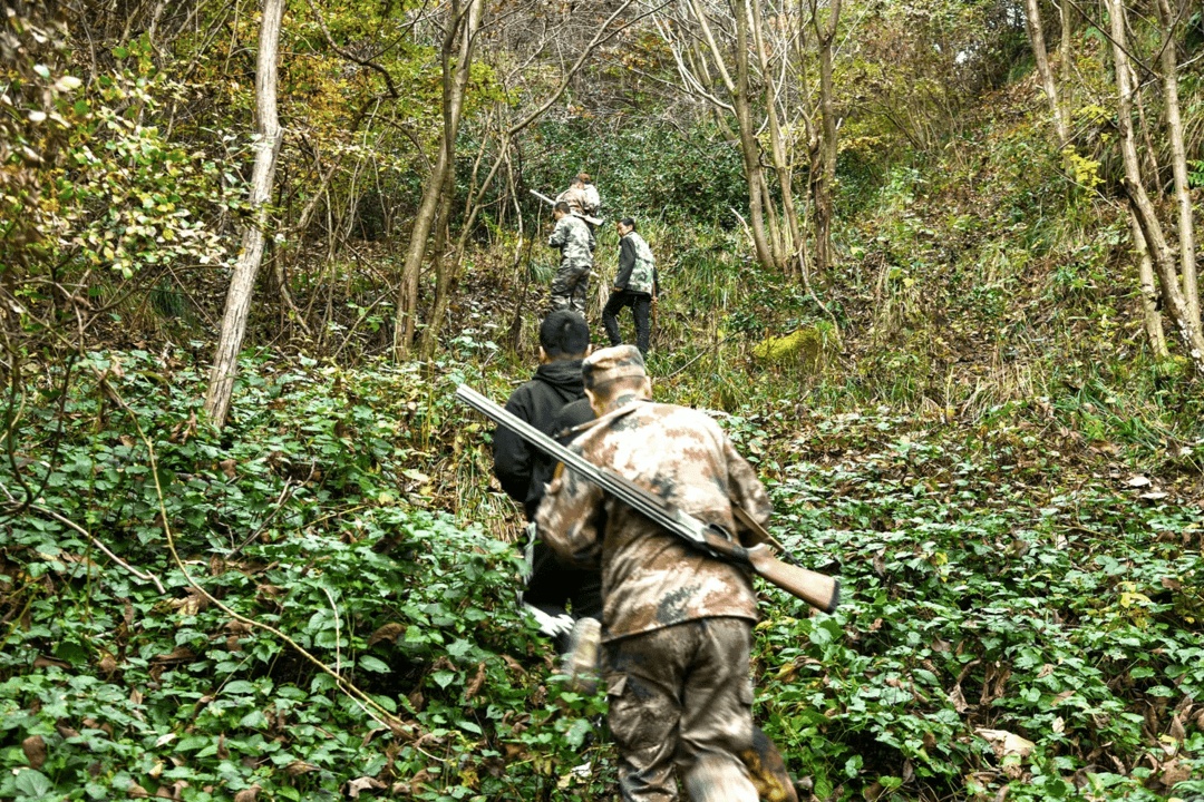 四川多地按下野猪猎捕“暂停键”！野猪致害防控为何这么难？