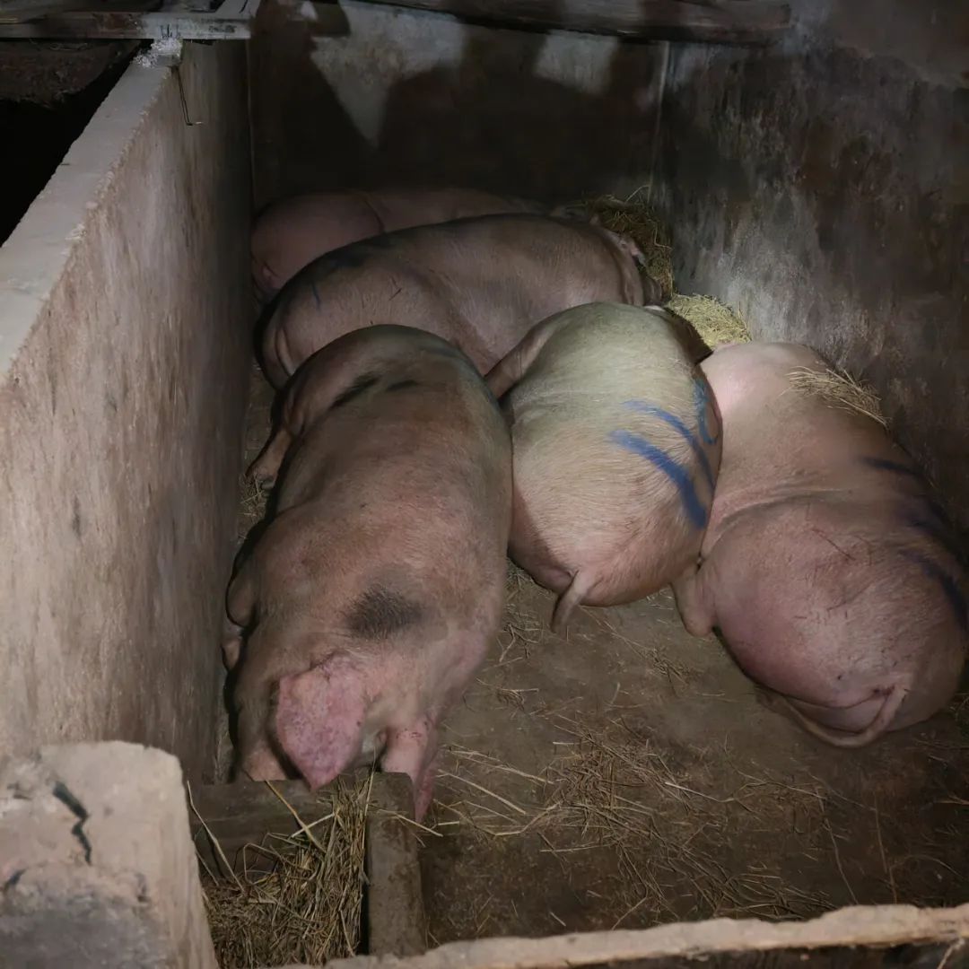 凌晨突击!株洲一“白板肉”销售窝点被端 凌晨突击!株洲一“白板肉”销售窝点被端