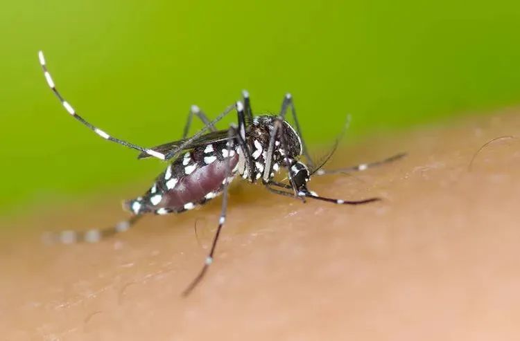 上海人怒了,12月还被蚊子吵！今天10万人出动灭蚊！专家:千万别用杀虫剂...