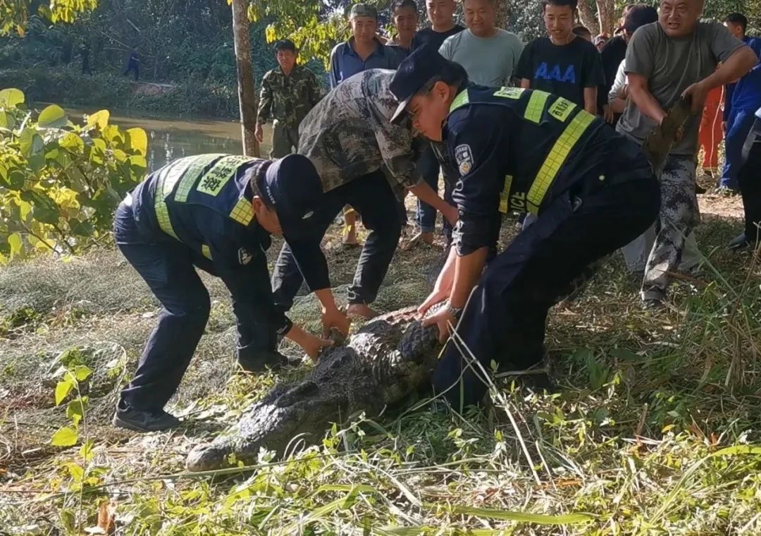 310斤鳄鱼咬破铁笼脱逃，特警开枪击毙