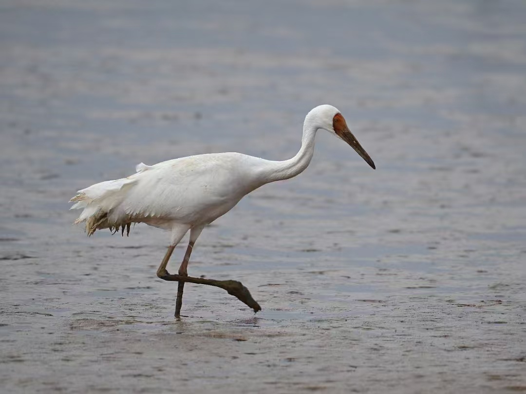 广西首次观测到国家一级重点保护野生动物白鹤 广西首次观测到国家一级重点保护野生动物白鹤