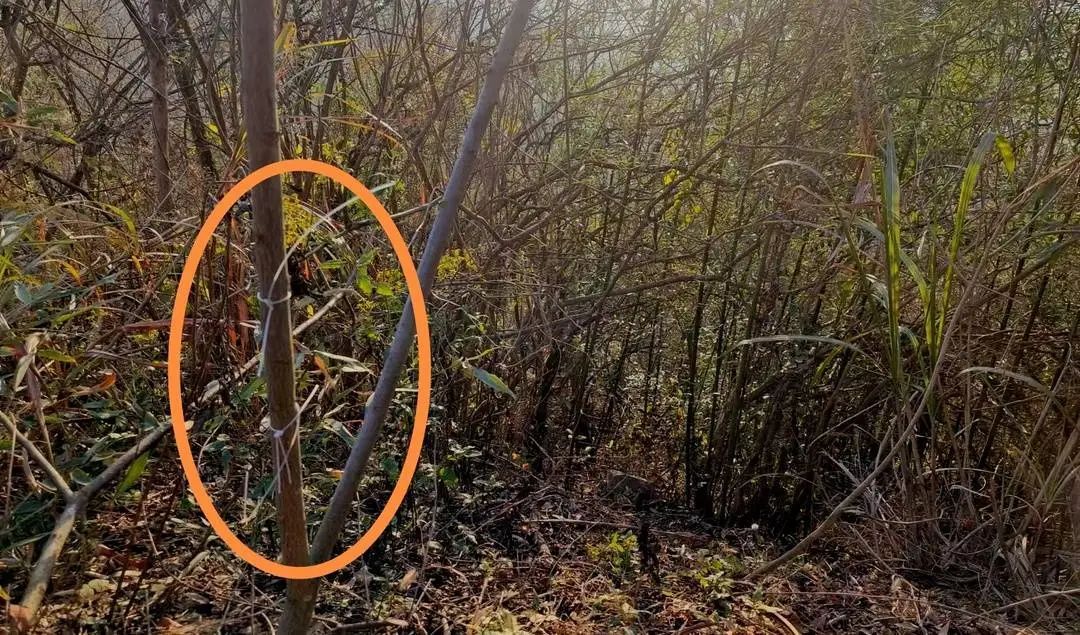 痛心！一教师遭捕兽网电击身亡，警方正在搜寻嫌疑人