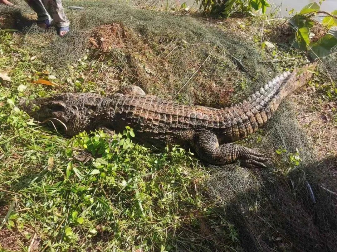 310斤鳄鱼咬破铁笼脱逃，特警开枪击毙