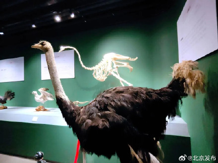 北京丰台再添一家“类博物馆”，就在王佐镇南宫村