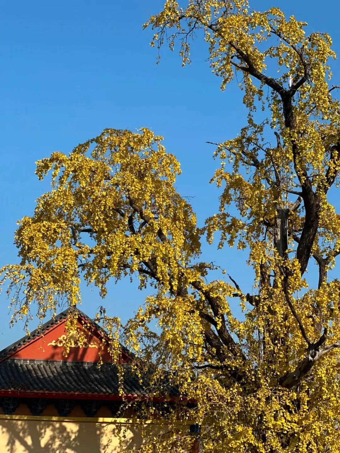 国家4A级景区，南京有望+2🤩