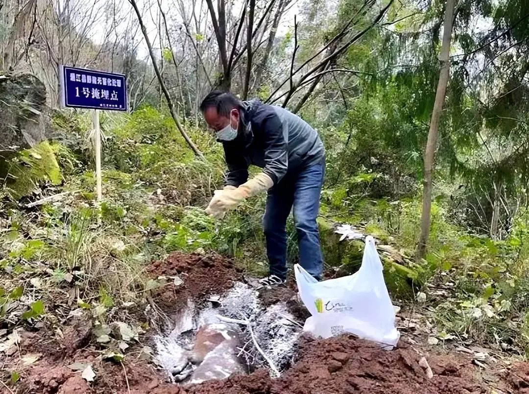 四川多地按下野猪猎捕“暂停键”！野猪致害防控为何这么难？