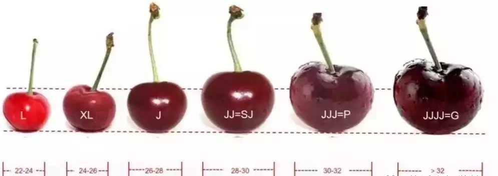 “断崖式”降价！超万吨车厘子到达广州！还会再降……