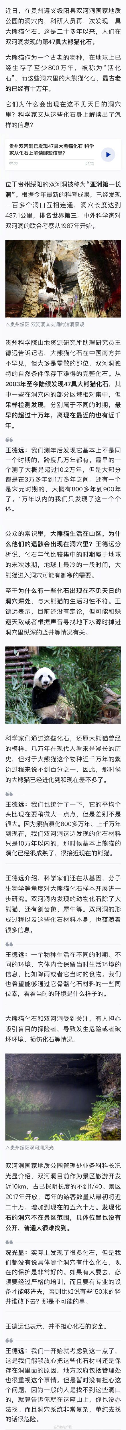 贵州双河洞已发现47具大熊猫化石 贵州双河洞已发现47具大熊猫化石