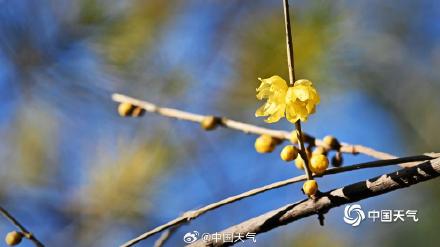 冬日的一抹亮色 北京月坛腊梅初开
