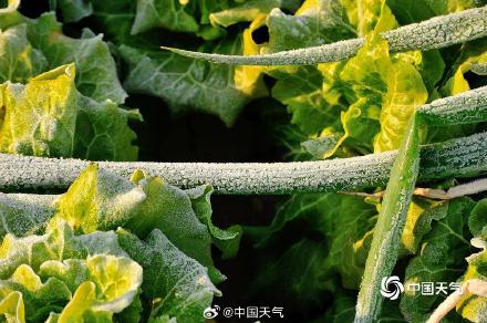 河南平顶山气温低至冰点以下 植物染霜