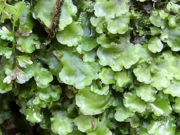 盘点那些被读错的植物 | 蒜薹VS蒜苔：以讹传讹直到难辨真假！