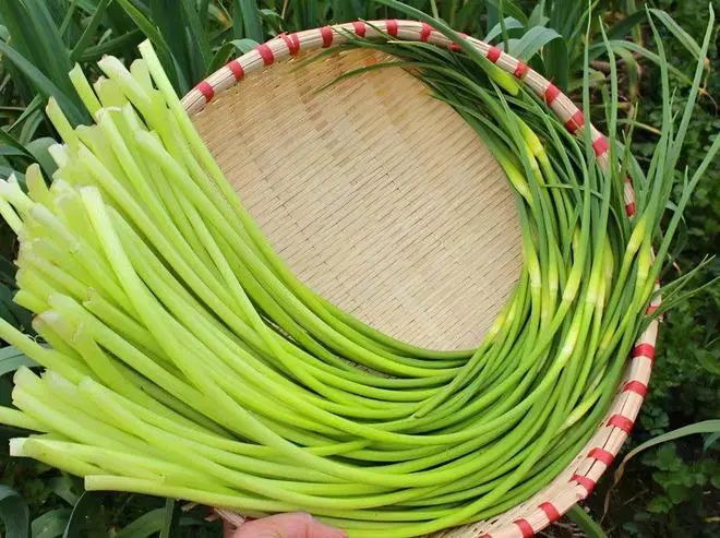 盘点那些被读错的植物 | 蒜薹VS蒜苔：以讹传讹直到难辨真假！