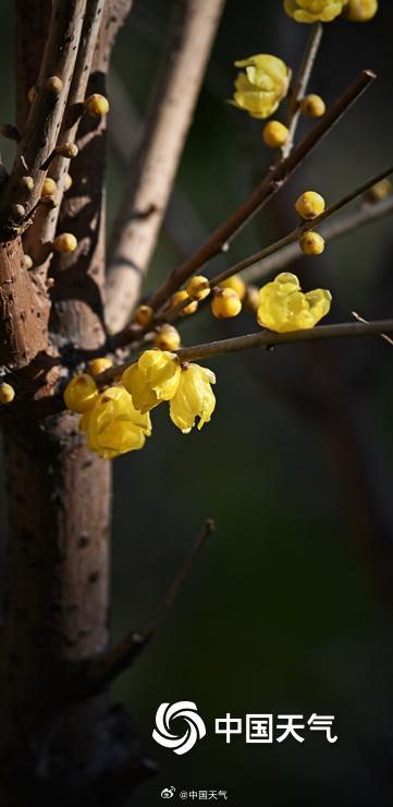 冬日的一抹亮色 北京月坛腊梅初开