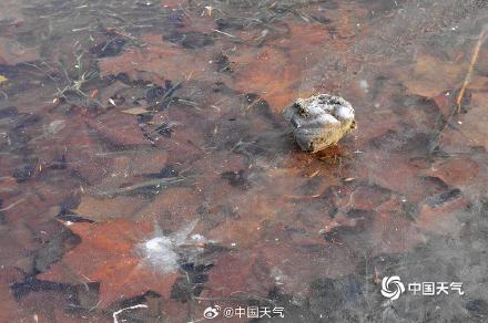 河南平顶山气温低至冰点以下 植物染霜