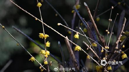 冬日的一抹亮色 北京月坛腊梅初开