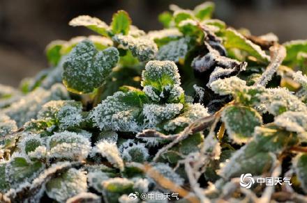 河南平顶山气温低至冰点以下 植物染霜