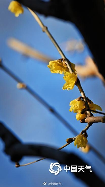 冬日的一抹亮色 北京月坛腊梅初开