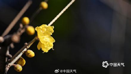 冬日的一抹亮色 北京月坛腊梅初开