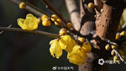 冬日的一抹亮色 北京月坛腊梅初开