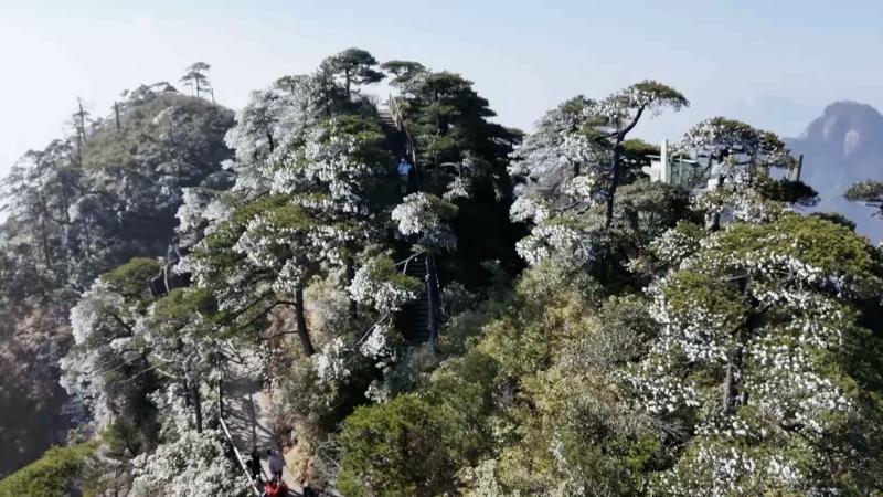 江西：三清山迎来今冬雾凇景观