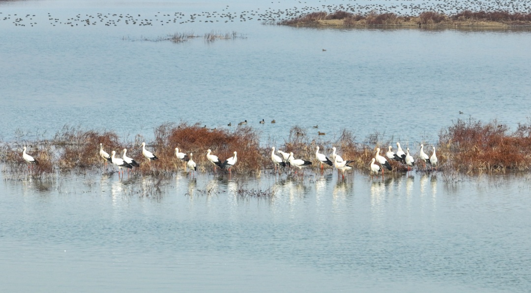 大批“国宝”现身合肥湿地