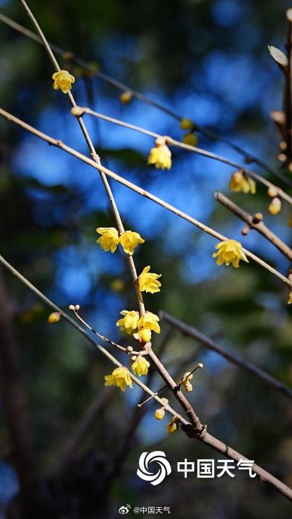 冬日的一抹亮色 北京月坛腊梅初开