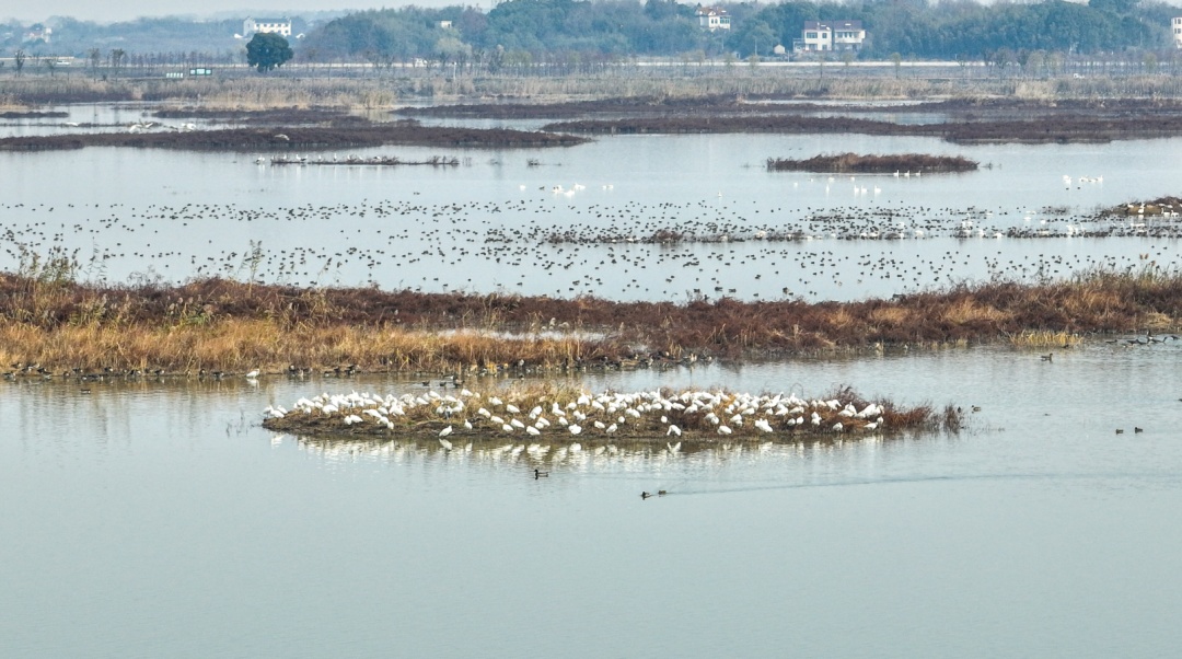 大批“国宝”现身合肥湿地