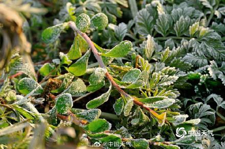 河南平顶山气温低至冰点以下 植物染霜