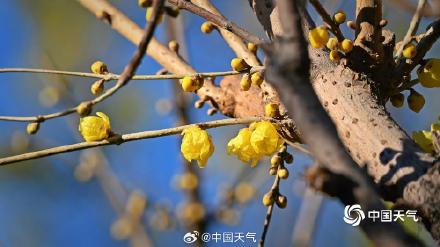 冬日的一抹亮色 北京月坛腊梅初开