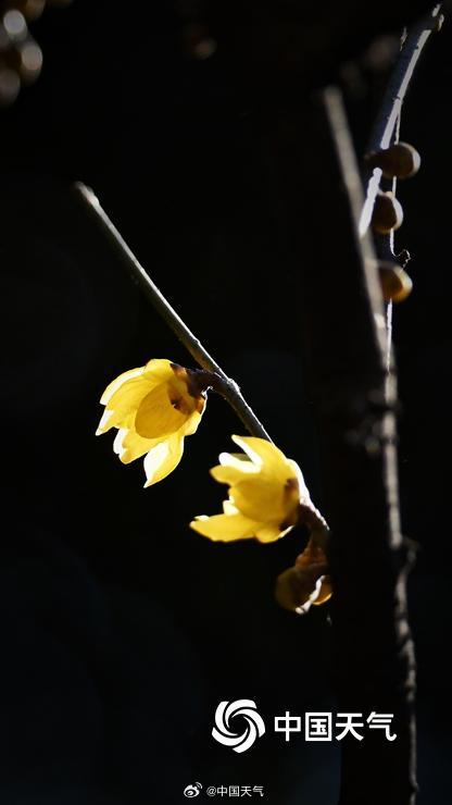 冬日的一抹亮色 北京月坛腊梅初开