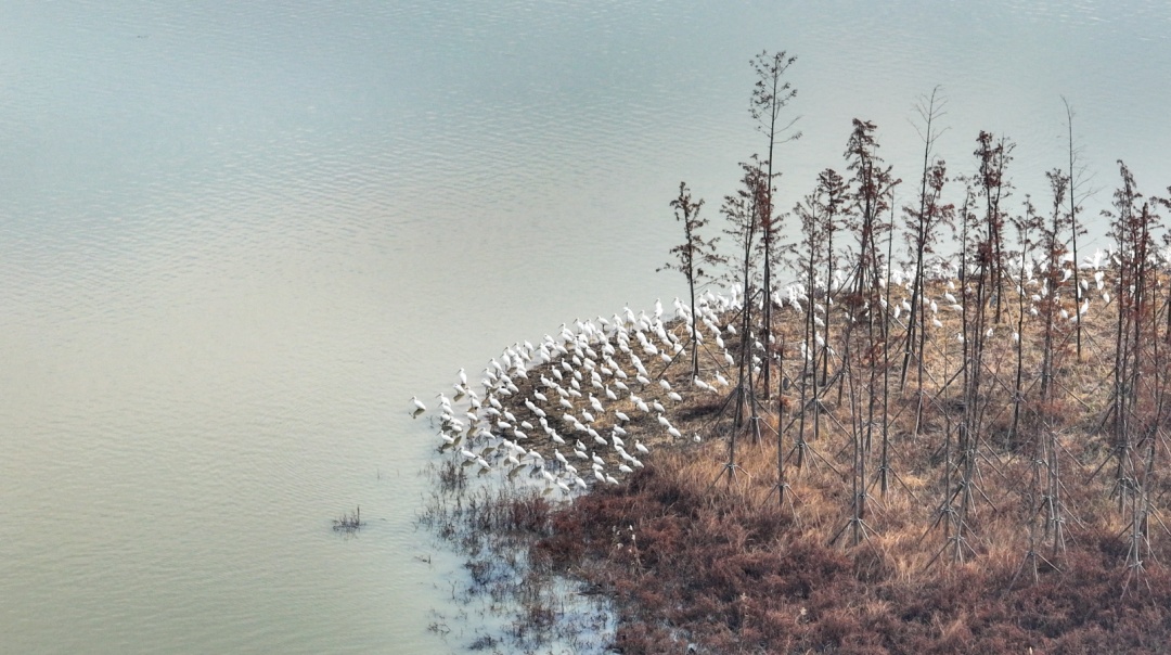 大批“国宝”现身合肥湿地