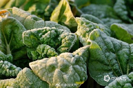 河南平顶山气温低至冰点以下 植物染霜