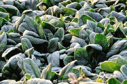 河南平顶山气温低至冰点以下 植物染霜