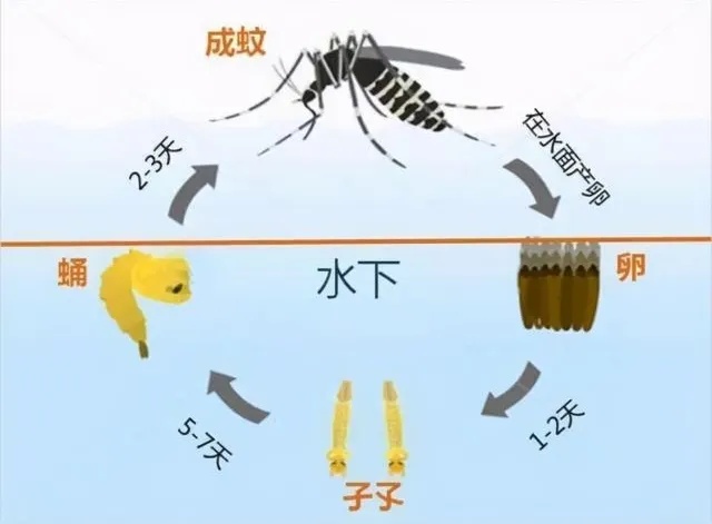 都12月了蚊子还在“嗡嗡嗡”！专家提醒：趁着冬天赶紧消灭掉