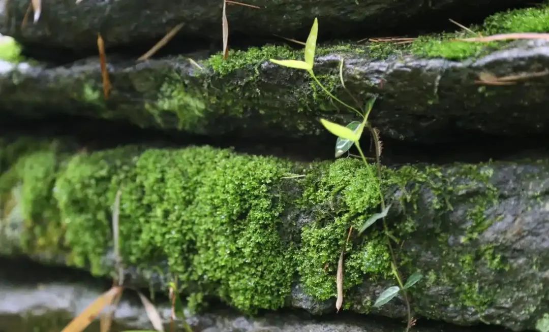 盘点那些被读错的植物 | 蒜薹VS蒜苔：以讹传讹直到难辨真假！