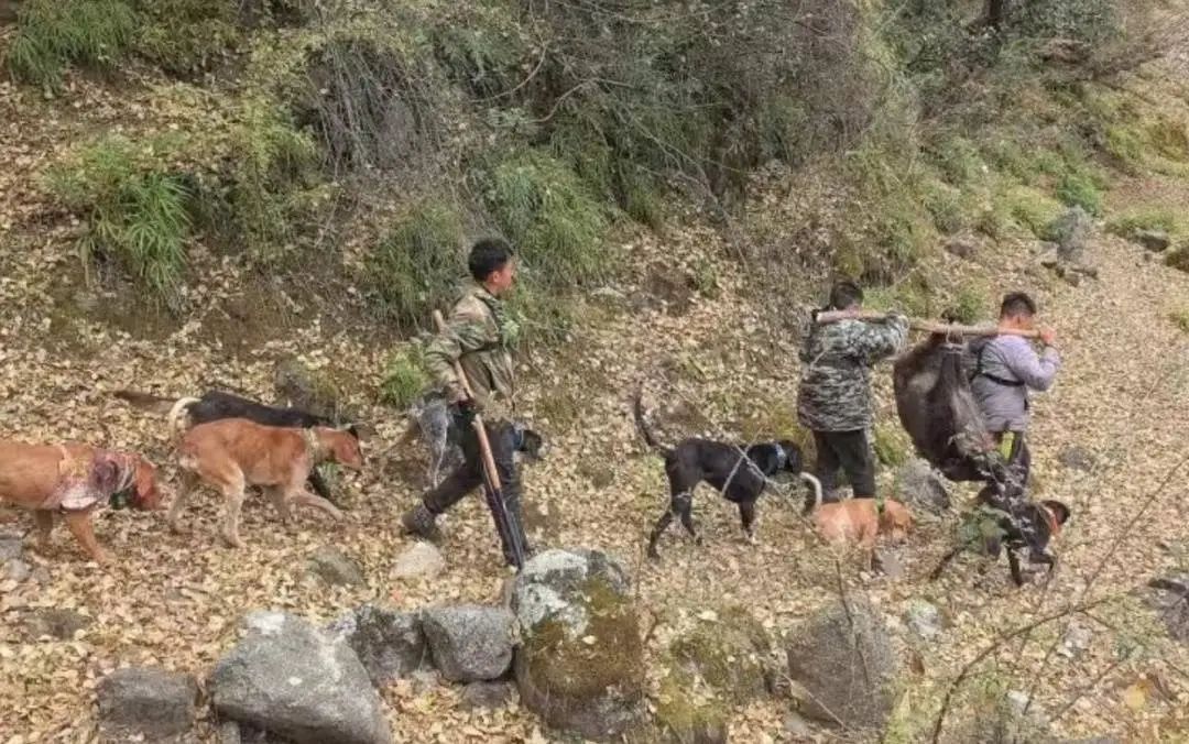 “职业野猪猎人月入过万”上热搜,当事人回应 “职业野猪猎人月入过万”上热搜,当事人回应