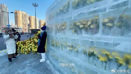 好看！哈尔滨黄玫瑰火了