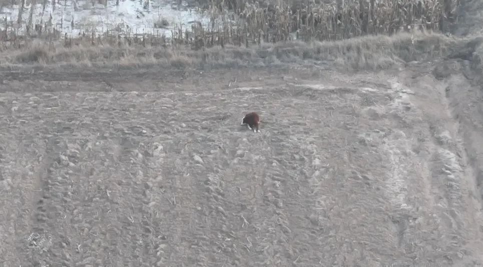 砰砰砰！疯狂的它当场被民警三枪击毙！