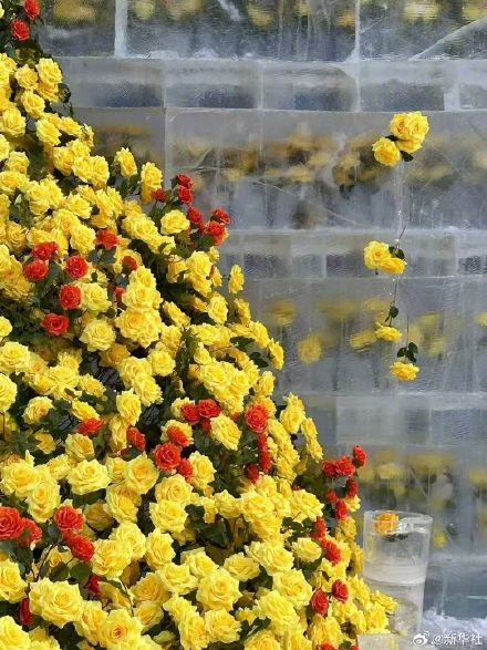 好看！哈尔滨黄玫瑰火了