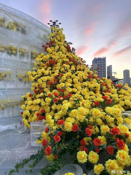 好看！哈尔滨黄玫瑰火了