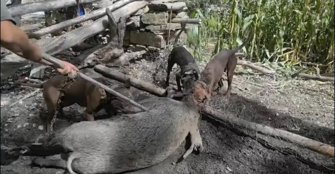 “职业野猪猎人月入过万”上热搜,当事人回应 “职业野猪猎人月入过万”上热搜,当事人回应