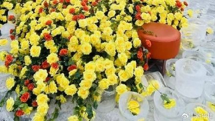 好看！哈尔滨黄玫瑰火了